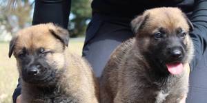 Unveil 8a21a6f614db065bb1ca2c21a5c803aede783f93e5277febbd47f37d9dbae4ca