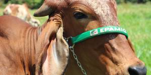 Unveil 8a21a6f614db065bb1ca2c21a5c803aede783f93e5277febbd47f37d9dbae4ca