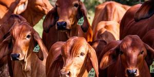 Unveil 8a21a6f614db065bb1ca2c21a5c803aede783f93e5277febbd47f37d9dbae4ca