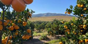 Unveil 8a21a6f614db065bb1ca2c21a5c803aede783f93e5277febbd47f37d9dbae4ca