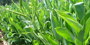 Unveil 8a21a6f614db065bb1ca2c21a5c803aede783f93e5277febbd47f37d9dbae4ca