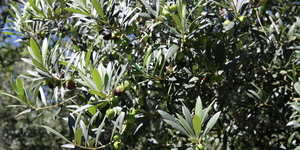 Unveil 8a21a6f614db065bb1ca2c21a5c803aede783f93e5277febbd47f37d9dbae4ca