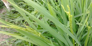 Unveil 8a21a6f614db065bb1ca2c21a5c803aede783f93e5277febbd47f37d9dbae4ca