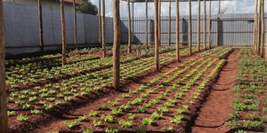 Unveil 8a21a6f614db065bb1ca2c21a5c803aede783f93e5277febbd47f37d9dbae4ca