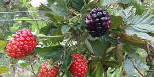 Unveil 8a21a6f614db065bb1ca2c21a5c803aede783f93e5277febbd47f37d9dbae4ca