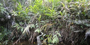 Unveil 8a21a6f614db065bb1ca2c21a5c803aede783f93e5277febbd47f37d9dbae4ca