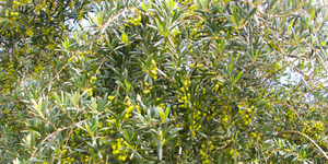 Unveil 8a21a6f614db065bb1ca2c21a5c803aede783f93e5277febbd47f37d9dbae4ca