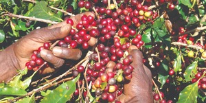 Unveil 8a21a6f614db065bb1ca2c21a5c803aede783f93e5277febbd47f37d9dbae4ca