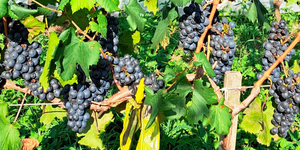 Unveil 8a21a6f614db065bb1ca2c21a5c803aede783f93e5277febbd47f37d9dbae4ca