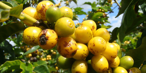 Unveil 8a21a6f614db065bb1ca2c21a5c803aede783f93e5277febbd47f37d9dbae4ca