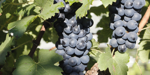 Unveil 8a21a6f614db065bb1ca2c21a5c803aede783f93e5277febbd47f37d9dbae4ca