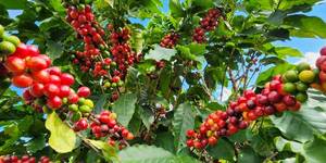 Unveil 8a21a6f614db065bb1ca2c21a5c803aede783f93e5277febbd47f37d9dbae4ca