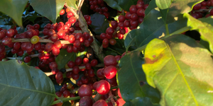 Unveil 8a21a6f614db065bb1ca2c21a5c803aede783f93e5277febbd47f37d9dbae4ca