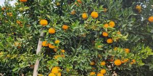 Unveil 8a21a6f614db065bb1ca2c21a5c803aede783f93e5277febbd47f37d9dbae4ca