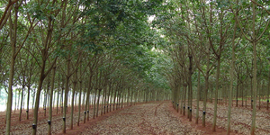 Unveil 8a21a6f614db065bb1ca2c21a5c803aede783f93e5277febbd47f37d9dbae4ca