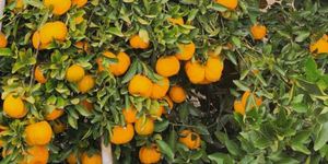 Unveil 8a21a6f614db065bb1ca2c21a5c803aede783f93e5277febbd47f37d9dbae4ca