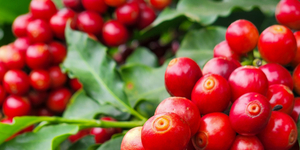 Unveil 8a21a6f614db065bb1ca2c21a5c803aede783f93e5277febbd47f37d9dbae4ca