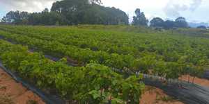 Unveil 8a21a6f614db065bb1ca2c21a5c803aede783f93e5277febbd47f37d9dbae4ca