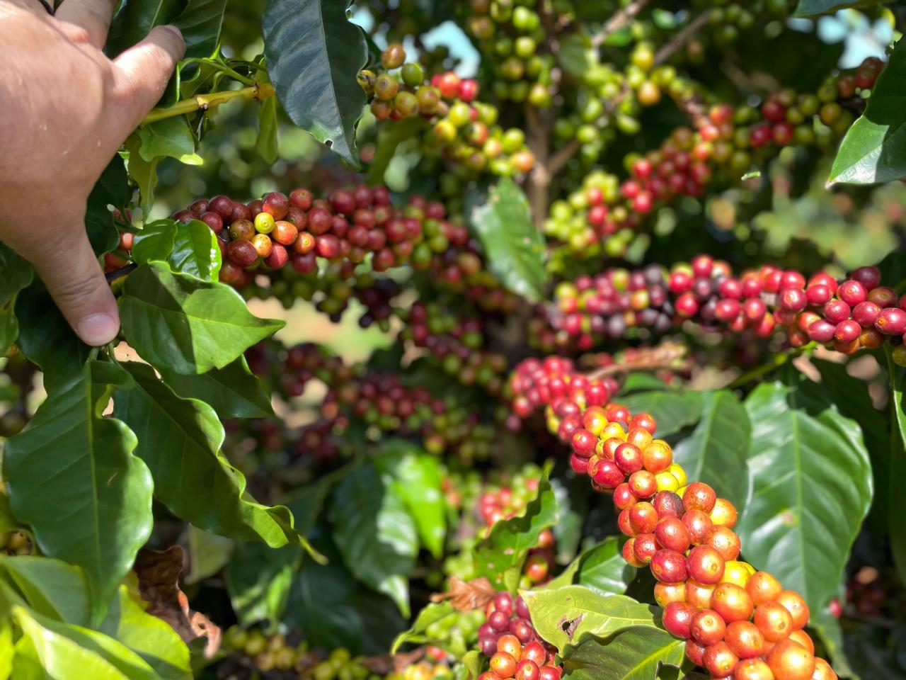 BDMG abre inscrições para capacitação gratuita em agricultura regenerativa para cafeicultura