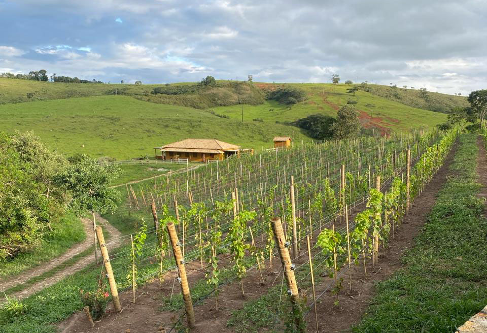 Produtores do Campo das Vertentes apostam no cultivo de uvas finas