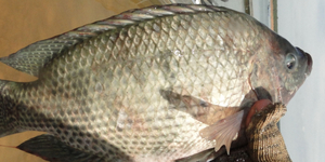 Unveil 8a21a6f614db065bb1ca2c21a5c803aede783f93e5277febbd47f37d9dbae4ca