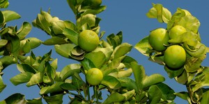 Unveil 8a21a6f614db065bb1ca2c21a5c803aede783f93e5277febbd47f37d9dbae4ca