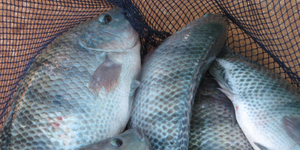 Unveil 8a21a6f614db065bb1ca2c21a5c803aede783f93e5277febbd47f37d9dbae4ca