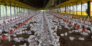 Unveil 8a21a6f614db065bb1ca2c21a5c803aede783f93e5277febbd47f37d9dbae4ca