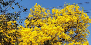 Unveil 8a21a6f614db065bb1ca2c21a5c803aede783f93e5277febbd47f37d9dbae4ca