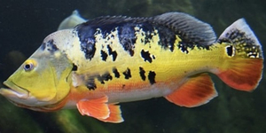 Unveil 8a21a6f614db065bb1ca2c21a5c803aede783f93e5277febbd47f37d9dbae4ca