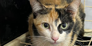 Unveil 8a21a6f614db065bb1ca2c21a5c803aede783f93e5277febbd47f37d9dbae4ca