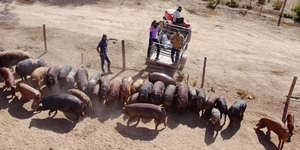 Unveil 8a21a6f614db065bb1ca2c21a5c803aede783f93e5277febbd47f37d9dbae4ca