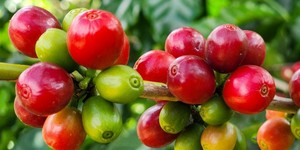 Unveil 8a21a6f614db065bb1ca2c21a5c803aede783f93e5277febbd47f37d9dbae4ca