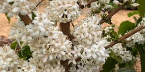 Unveil 8a21a6f614db065bb1ca2c21a5c803aede783f93e5277febbd47f37d9dbae4ca