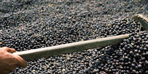 Unveil 8a21a6f614db065bb1ca2c21a5c803aede783f93e5277febbd47f37d9dbae4ca