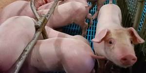 Unveil 8a21a6f614db065bb1ca2c21a5c803aede783f93e5277febbd47f37d9dbae4ca