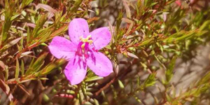 Unveil 8a21a6f614db065bb1ca2c21a5c803aede783f93e5277febbd47f37d9dbae4ca