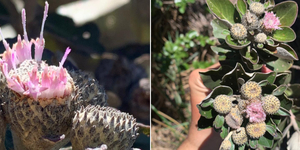 Unveil 8a21a6f614db065bb1ca2c21a5c803aede783f93e5277febbd47f37d9dbae4ca