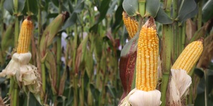 Unveil 8a21a6f614db065bb1ca2c21a5c803aede783f93e5277febbd47f37d9dbae4ca