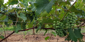 Unveil 8a21a6f614db065bb1ca2c21a5c803aede783f93e5277febbd47f37d9dbae4ca