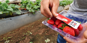 Unveil 8a21a6f614db065bb1ca2c21a5c803aede783f93e5277febbd47f37d9dbae4ca