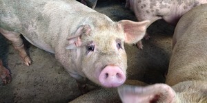 Unveil 8a21a6f614db065bb1ca2c21a5c803aede783f93e5277febbd47f37d9dbae4ca