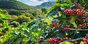 Unveil 8a21a6f614db065bb1ca2c21a5c803aede783f93e5277febbd47f37d9dbae4ca