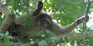 Unveil 8a21a6f614db065bb1ca2c21a5c803aede783f93e5277febbd47f37d9dbae4ca