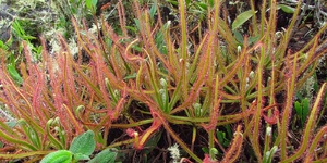 Unveil 8a21a6f614db065bb1ca2c21a5c803aede783f93e5277febbd47f37d9dbae4ca