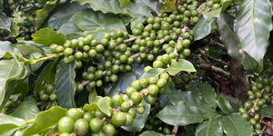 Unveil 8a21a6f614db065bb1ca2c21a5c803aede783f93e5277febbd47f37d9dbae4ca