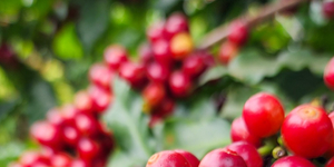 Unveil 8a21a6f614db065bb1ca2c21a5c803aede783f93e5277febbd47f37d9dbae4ca