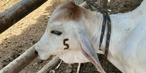 Unveil 8a21a6f614db065bb1ca2c21a5c803aede783f93e5277febbd47f37d9dbae4ca