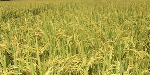 Unveil 8a21a6f614db065bb1ca2c21a5c803aede783f93e5277febbd47f37d9dbae4ca