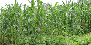 Unveil 8a21a6f614db065bb1ca2c21a5c803aede783f93e5277febbd47f37d9dbae4ca